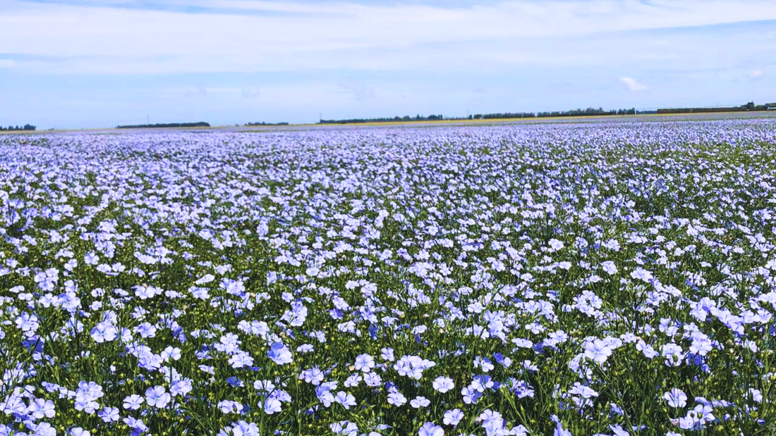 What is Flax Seed Oil good for?