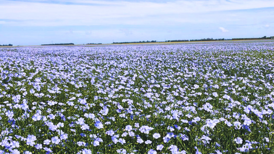 What is Flax Seed Oil good for?